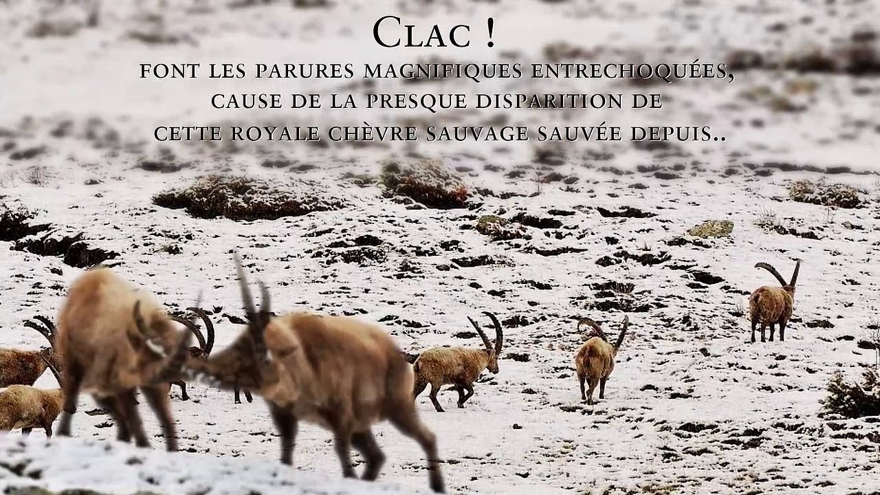 [CARNET DE SAISON] le bouquetin