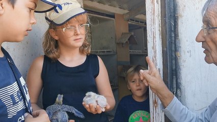Le Cailar : La colombophilie initiée aux adolescents par Paul-Edouard Despierres