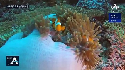 “외국 아니면 어때”…국내 워터파크로 간 다이버들