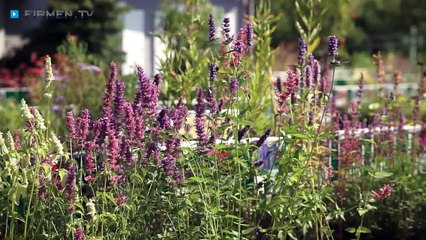 Staudengärtnerei Augustin in Effeltrich – Ihr Profi für die Neu- und Umgestaltung von Beeten