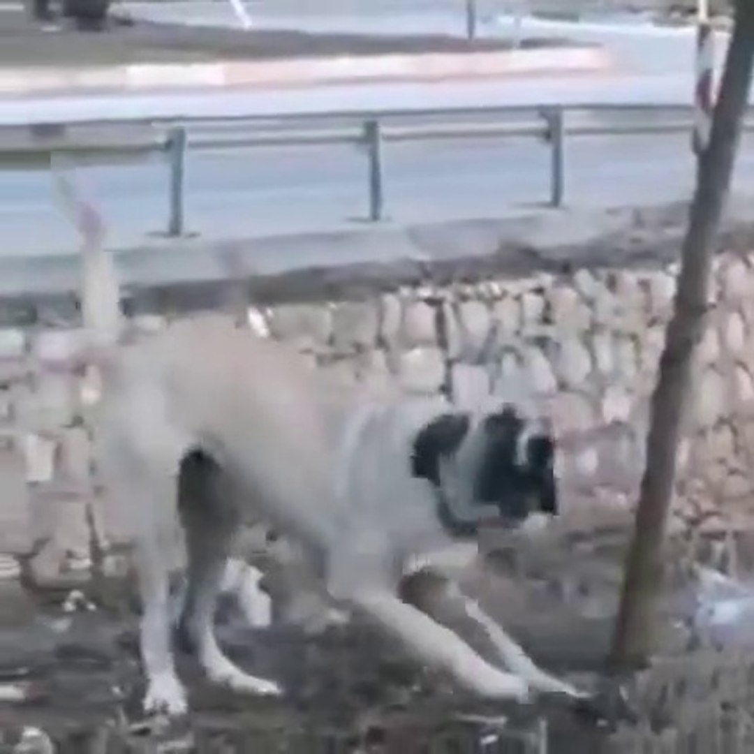 En Yeni Videolar Kangal Kopekleri Akbas Kopekleri Malakli Kopekleri Ve Turk Coban Kopeklerine Deger Katan Tek Adres