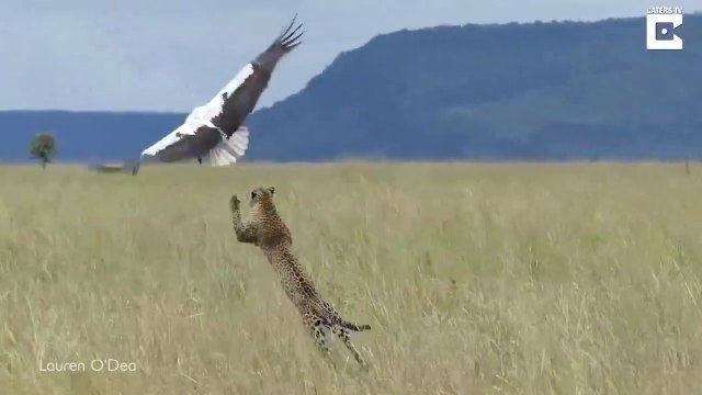 Cet oiseau échappe de justesse à un léopard