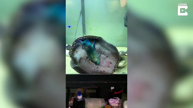 Cette raie a coincé un poisson contre la paroi pour le manger... pas simple