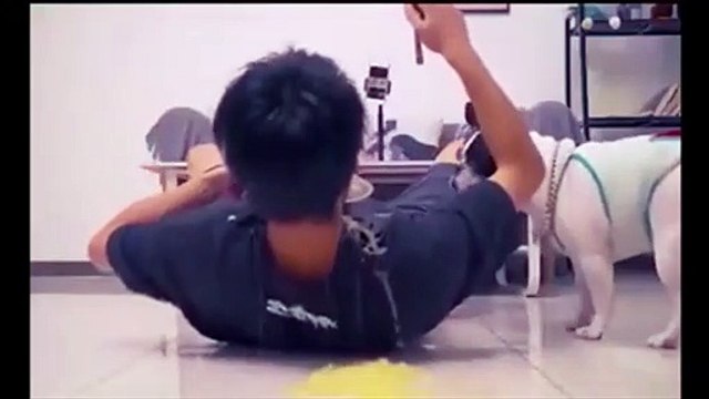 Ce chien fait une très mauvaise blague à son maitre