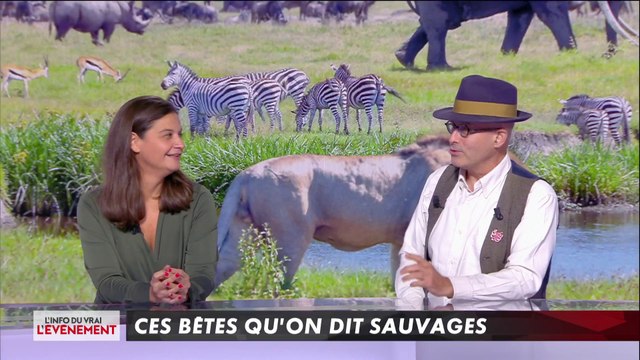 Animaux sauvages : leur comportement est-il naturel dans les zoos et les cirques ?