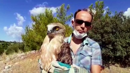 Denizde bulunan yılan kartalı doğaya bırakıldı - İZMİR