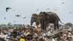 Sri-Lanka : ces éléphants ont accidentellement mangé du plastique en cherchant de la nourriture