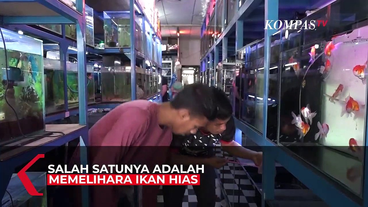 Jualan Ikan Hias di Tengah Pandemi Untung Tiga Kali Lipat