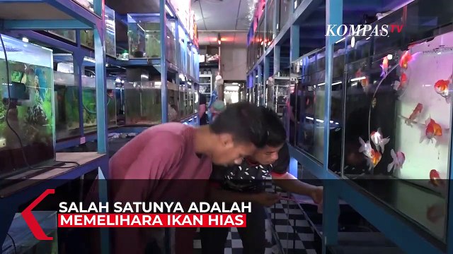 Jualan Ikan Hias di Tengah Pandemi Untung Tiga Kali Lipat
