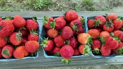 আমেরিকার স্ট্রবেরি ফলের বাগানে একদিন    ! American U Pick Strawberry Farm in New Jersey, USA Must See   # AzadTechWorldPro  #