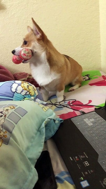 Corgi Encroaches on Computer Time