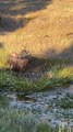 Bull Elk in Estes Park