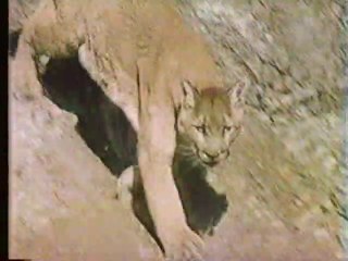 Predators in the Animal Kingdom