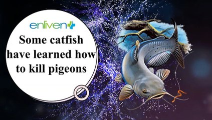 Some catfish have learned how to kill pigeons.