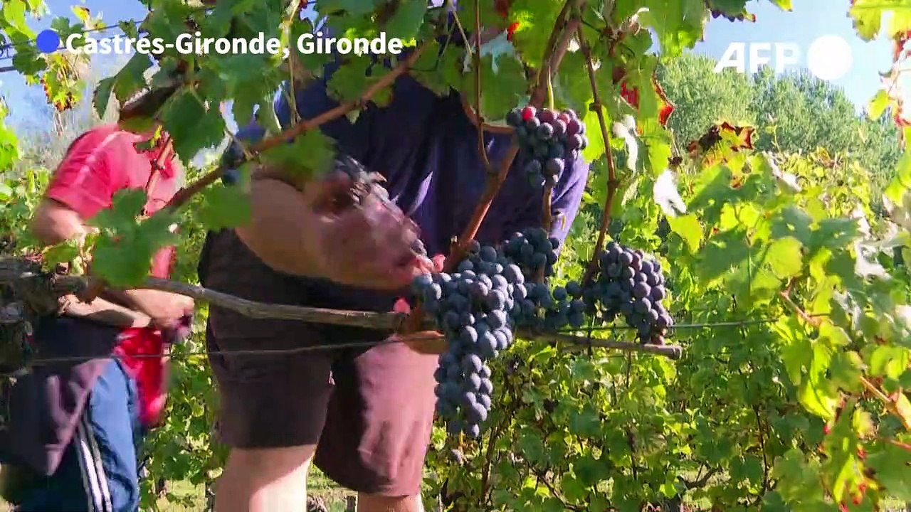 Handicap: les vignes comme cadre d'insertion