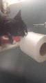 Cat Steals Toilet Paper Roll While Owner is Pooping