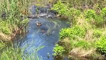 আমেরিকার লেকে মাছ ধরতে যেয়ে সাপ আর সাপ    Going Fishing in a Lake More Snakes Than Fish  #  AzadTechWorldPro   #