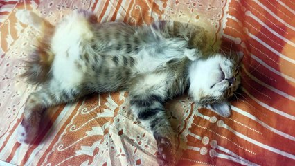 The CAT lazy time aka "CHOMEL" won't to play  | #6