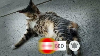 grooming kitten "Chomel"   | #4