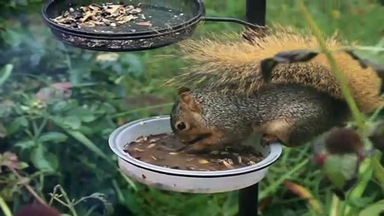 squirrel eating