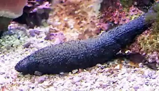 Sea cucumbers are so valuable that people are risking their lives diving for them