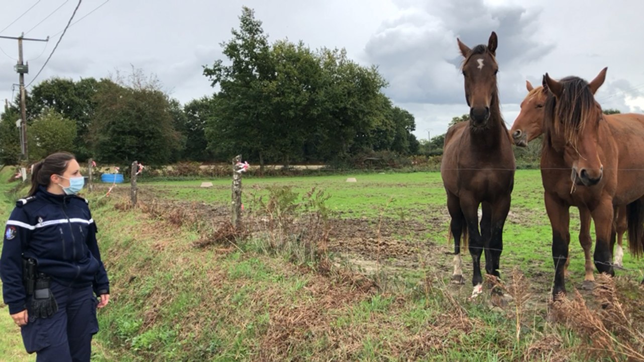 Ille-et-Vilaine. Gendarmes et éleveurs mobilisés pour protéger les chevaux