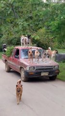 Dogs Hitch a Ride on Pick-Up Hood