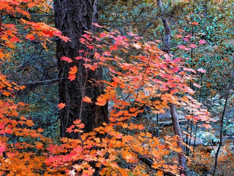 WANDERLUST! Best hikes to see fall colors in Arizona - ABC15 Digital