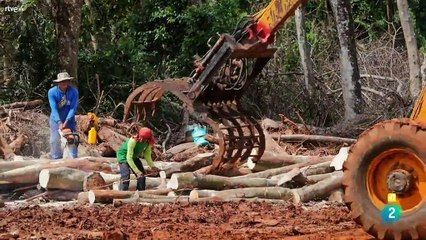 La epidemia y el pangolín