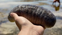 Sea cucumbers are so valuable that people are risking their lives diving for them