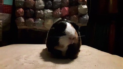 CAVIA PORCELLUS PARSLEY 20191101_170505