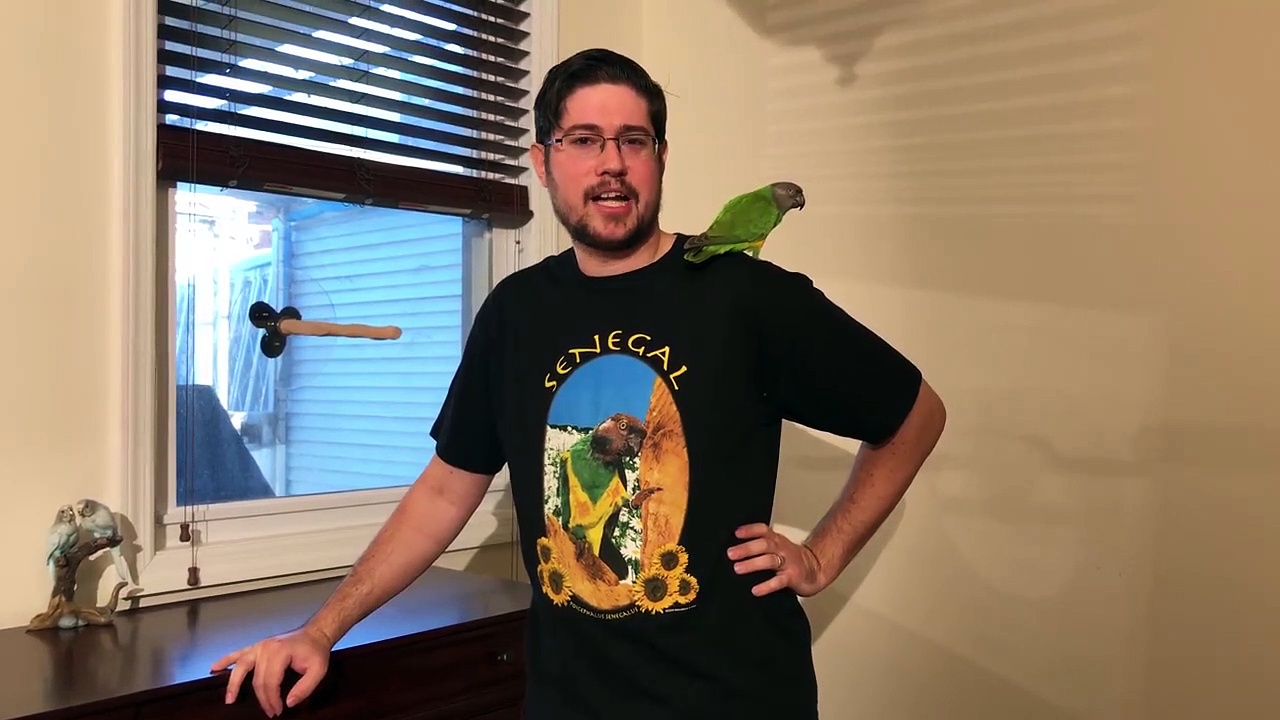 How I Got Kili My Senegal Parrot