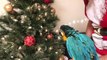 Rachel Blue and Gold Macaw Getting Ready for Christmas