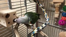 Truman Cape Parrot - Playing with Natural Foraging Box
