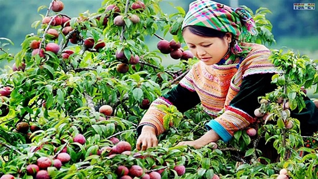 WOW! Most Amazing Fruits & Vegetables Farming Technique - The Future Of Agriculture