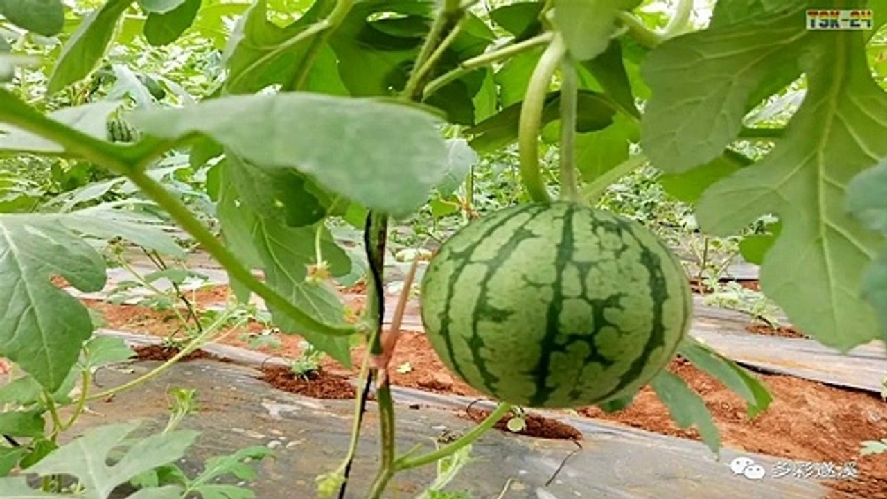 WOW! Amazing Agriculture Technology - Watermelon