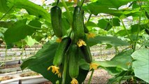 WOW! Amazing Agriculture Technology - Cucumbers