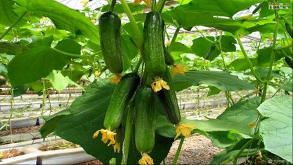 WOW! Amazing Agriculture Technology - Cucumbers