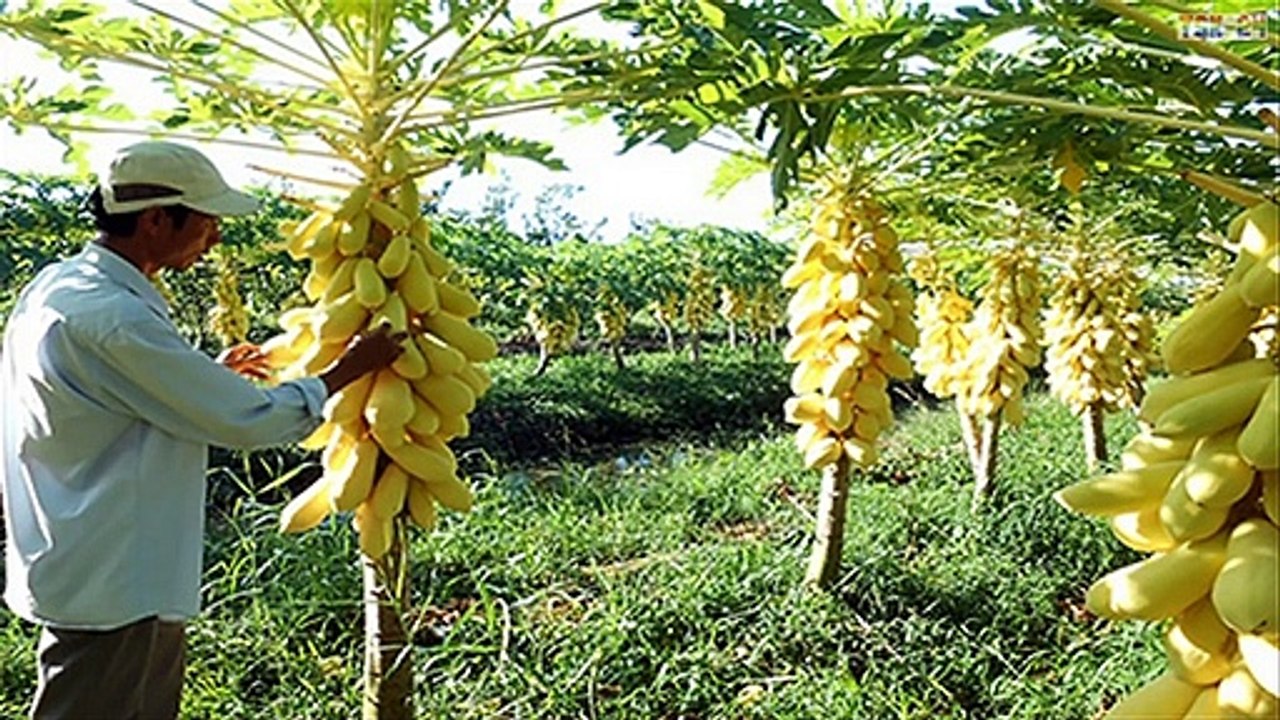 WOW! Most Amazing Fruits & Vegetables Farming Technique - Agriculture Technology