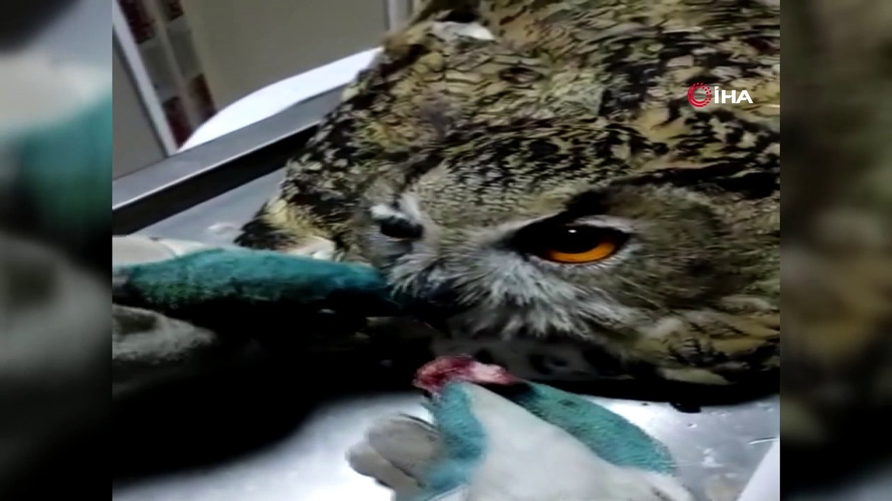 Yaralı baykuş Van’a sevk edildi