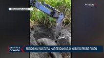 Seekor Hiu Paus Tutul Mati Terdampar, Dikubur Di Pesisir Pantai