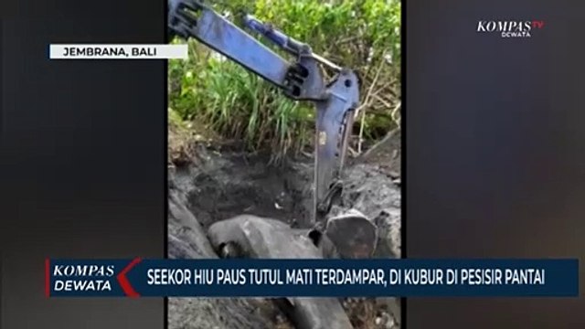 Seekor Hiu Paus Tutul Mati Terdampar, Dikubur Di Pesisir Pantai