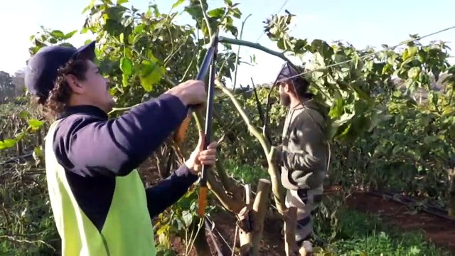 The Western Australian town looking after its backpackers