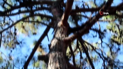 Ayvalık’ta yanan ormanlık alanın ağaçlandırılması için teknik çalışmalar başladı