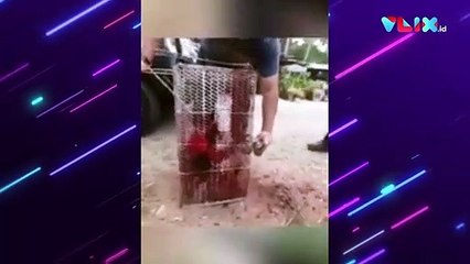 Dikurung dan Diguyur Cat, Monyet Disiksa Warga Malaysia