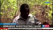 Zimbabwe investigating cause of elephant deaths