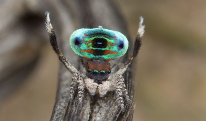 Les animaux auraient-ils le sens du beau ?