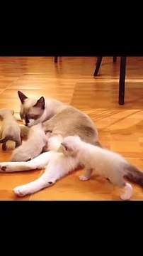 Now Is The TIME for SUPER LAUGH With Cats! - Best FUNNY CAT videos-Cats Woa Mew