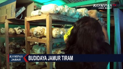 Pandemi Covid, Warga Budidaya Jamur Tiram