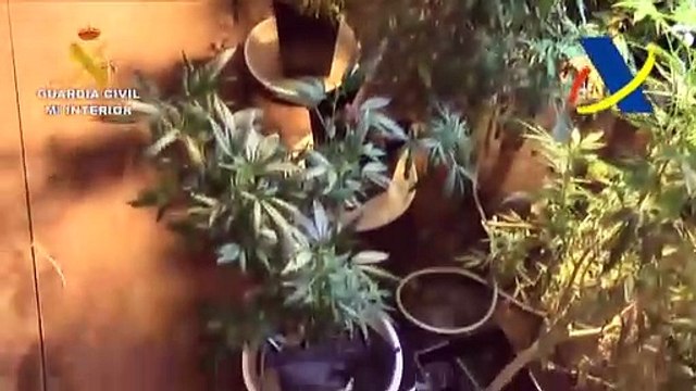 Desmantelado un laboratorio para la manipulación y control genético de semillas de cannabis